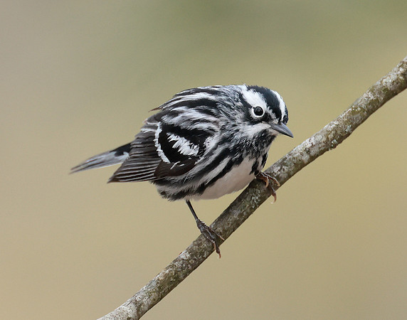 Black & White Warbler Mniotilta varia