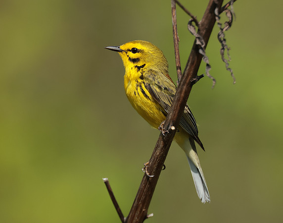Prairie Warbler Setophaga discolor