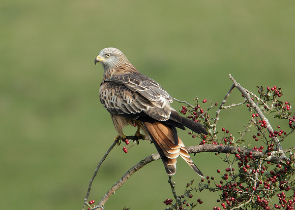 Red Kite Milvus milvus