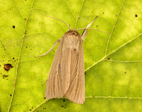 73.291 BF2199 Common Wainscot Mythimna pallens