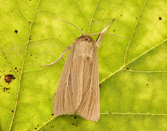 73.291 BF2199 Common Wainscot Mythimna pallens