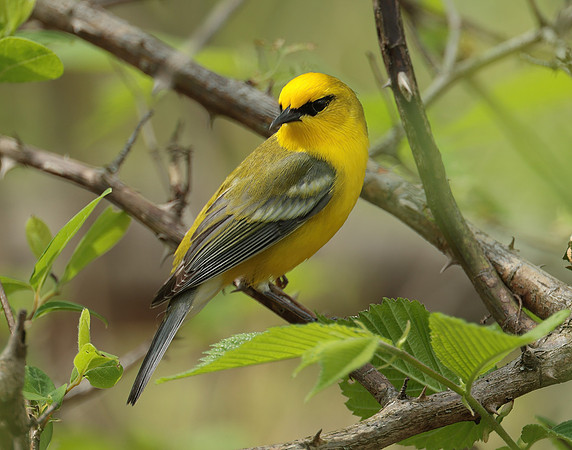 Blue-winged Warbler Vermivora cyanoptera