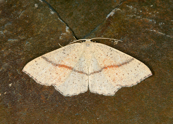 70.036 BF1680 Maidens Blush Cyclophora punctaria
