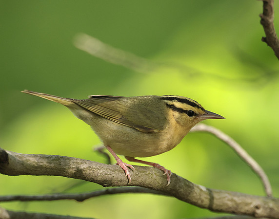 Worm-eating Warbler Helmitheros vermivorum