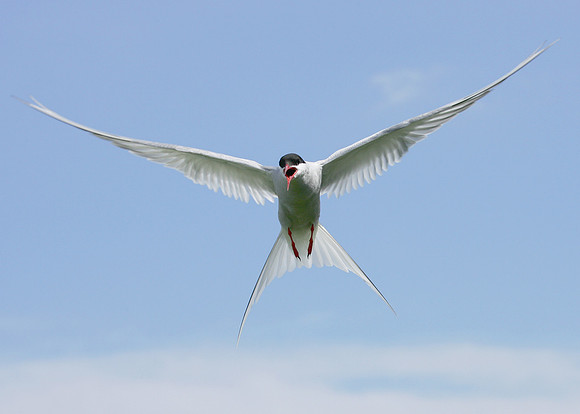 Arctic Tern Sterna paradisaea