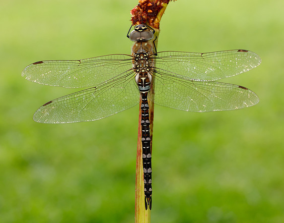 Migarnt Hawker Aeshna mixta