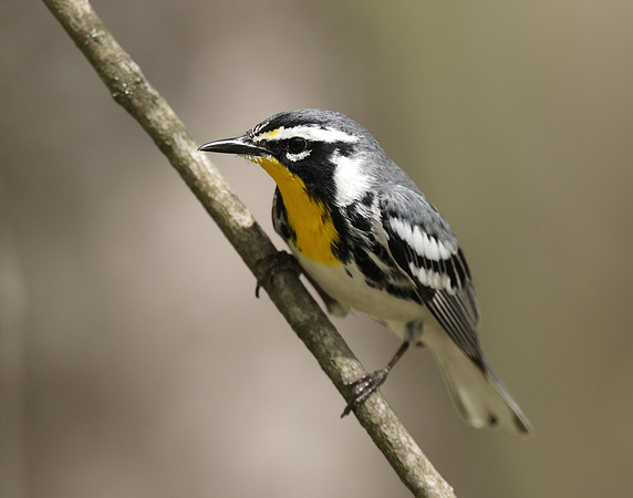 Yellow-throated Warbler  Setophaga dominica