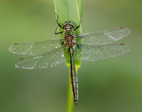 Brilliant Emerald Somatochlora metallica