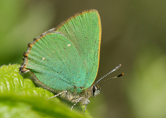 Green Hairstreak Callophrys rubi