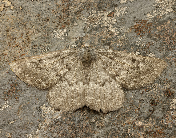 70.285 BF1963 Scotch Annulet Gnophos obfuscata