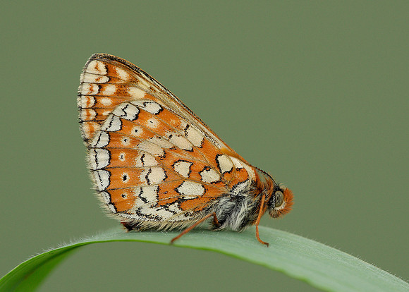 Marsh Fritillary Euphydryas aurinia