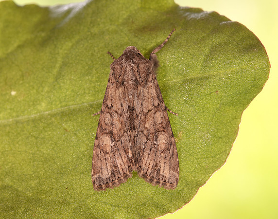73.157 BF2333 Large Nutmeg Apamea anceps