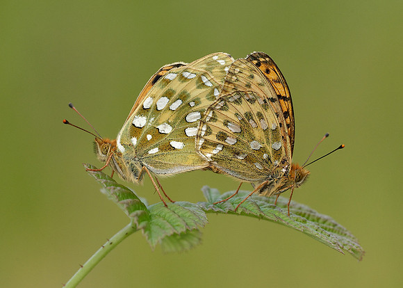 Dark Green fritillary Argynnis aglaja
