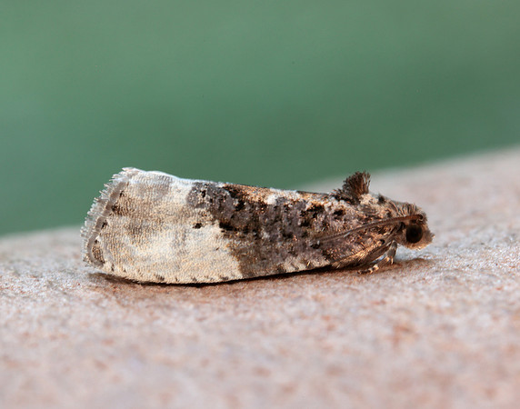 49.156 BF1083 Marbled Orchard Tortrix Hedya nubiferana