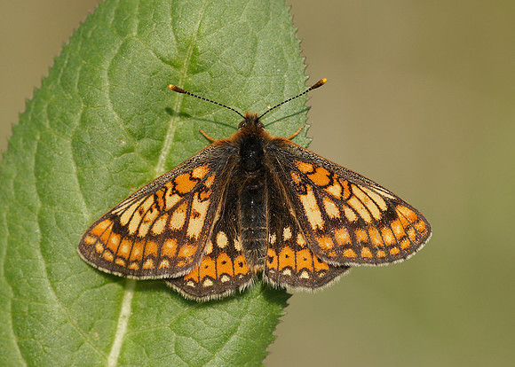 Marsh Fritillary Euphydryas aurinia