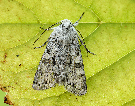73.228 BF2254 Grey Chi Antitype chi
