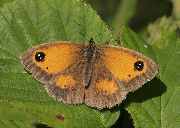 Gatekeeper Pyronia tithonus