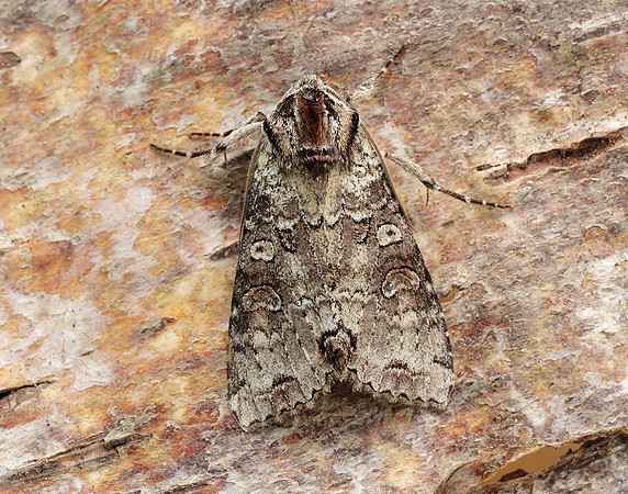 73.260 BF2149 Silvery Arches Polia hepatica