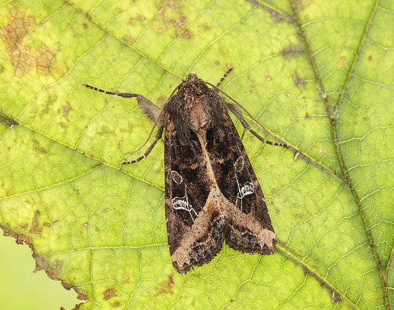 73.119 BF2368 Crescent Helotropha leucostigma