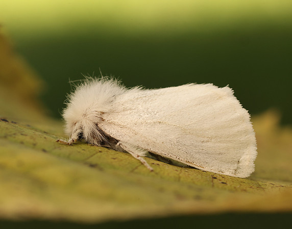 72.012 BF2029 Brown-tail Euproctis chrysorrhoea