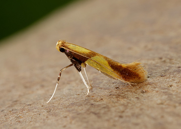 15.008 BF286 Caloptilia alchimiella