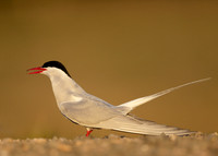 Arctic Tern Sterna paradisaea
