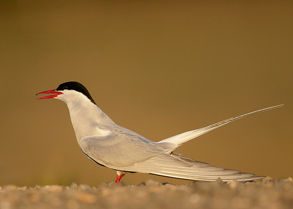 Arctic Tern Sterna paradisaea