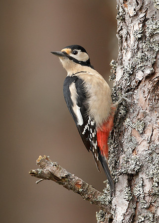 Great Spotted Woodpecker Dendrocopus major
