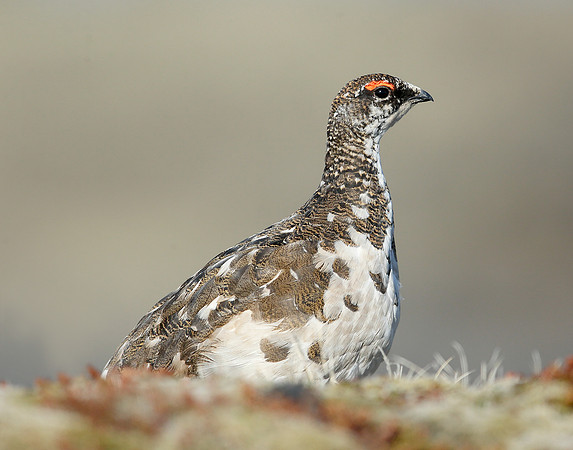 Ptarmigan Lagopus mutus
