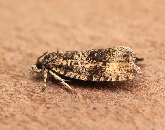 49.166 BF1076 Celypha lacunana