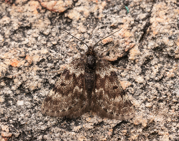 70.289 BF1965 Black Mountain Moth Glacies coracina
