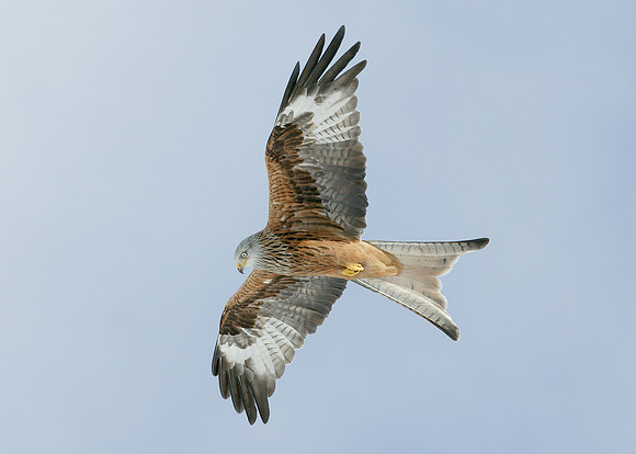 Red Kite Milvus milvus