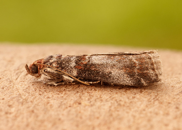 62.035 BF1439 Acrobasis advenella