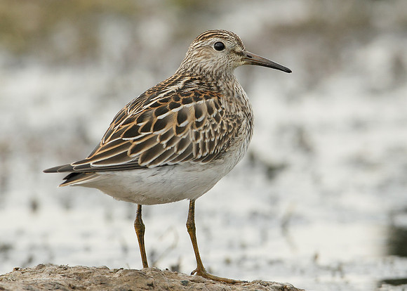 Pectoral Sandpiper Calidris melanotos