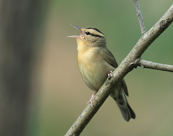 Worm-eating Warbler Helmitheros vermivorum