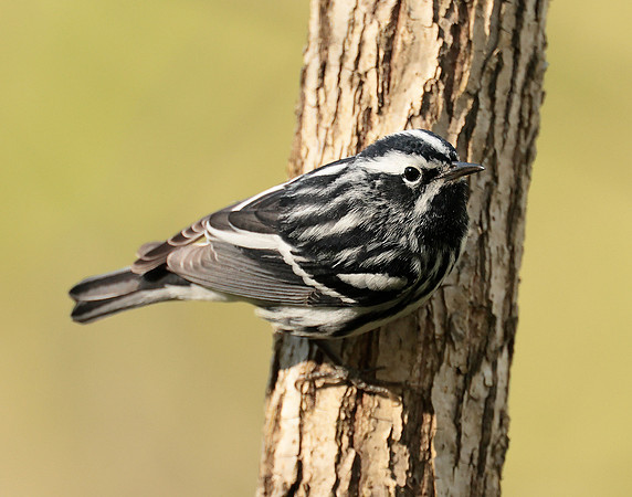 Black & White Warbler Mniotilta varia