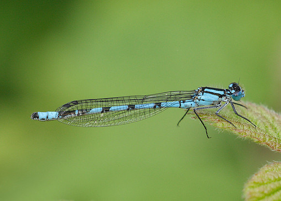 Common Blue Damsefly Enallagma cyathigerum