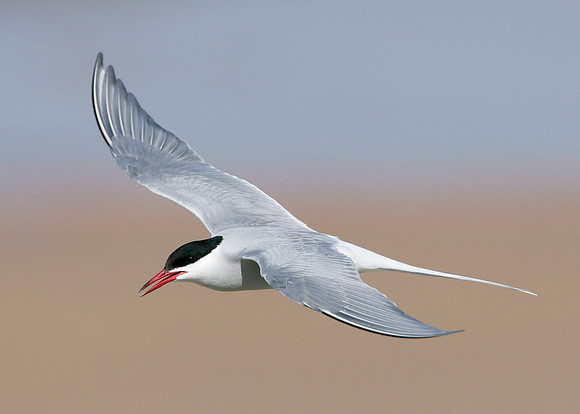 Arctic Tern Sterna paradisaea