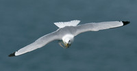 Kittiwake Rissa tridactyla