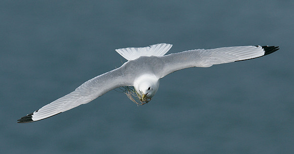 Kittiwake Rissa tridactyla