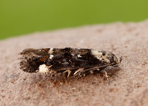 40.001 BF885 Mompha conturbatella