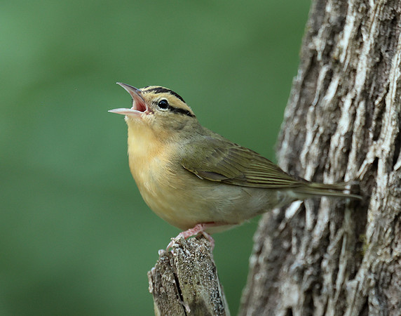 Worm-eating Warbler Helmitheros vermivorum