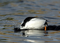 Goldeneye Bucephala clangula