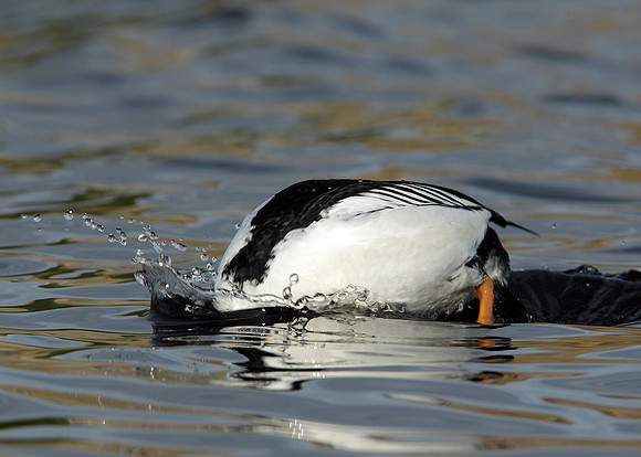 Goldeneye Bucephala clangula