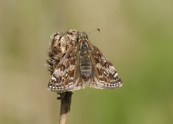 Dingy Skipper Erynnis tages