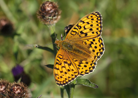 Dark Green fritillary Argynnis aglaja