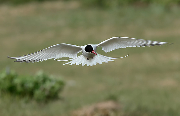 Arctic Tern Sterna paradisaea