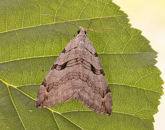 70.192 BF1867 Treble-bar Aplocera plagiata
