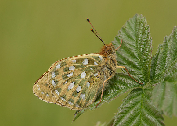 Dark Green fritillary Argynnis aglaja