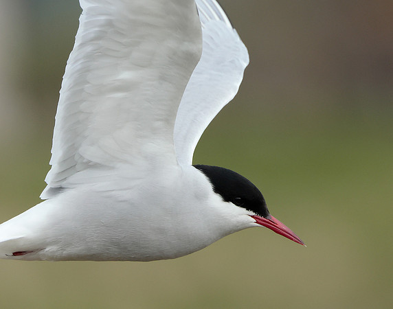 Arctic Tern Sterna paradisaea